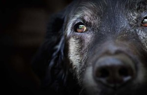 How Long Do Dogs Live: Your Dog’s Lifespan How Long Do Dogs Live - Dog Life Expectancy Chart