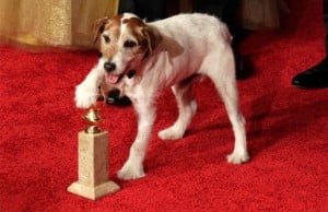 How to Get Your Dog into Movies How to Get Your Dog into Movies