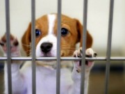 Illinois Lawmakers Considering New Rules for Pet Shops to Help Stop Puppy Mills Illinois Lawmakers Considering New Rules for Pet Shops to Help Stop Puppy Mills