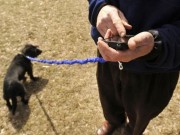 Inventor Reimagines the Standard Dog Leash Inventor Reimagines the Standard Dog Leash