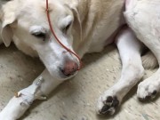 KONG Toy Blamed for This Dog’s Illness KONG Toy Blamed for This Dog's Illness