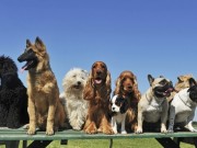 Low Birthrate in China and Taiwan Spawning a Booming Pet Business Low Birthrate in China and Taiwan Spawning a Booming Pet Business