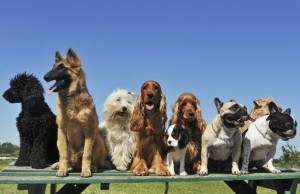 Low Birthrate in China and Taiwan Spawning a Booming Pet Business Low Birthrate in China and Taiwan Spawning a Booming Pet Business