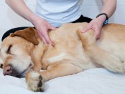 Massage Therapy is Helping Dogs in Connecticut Massage Therapy Helping Dogs in Connecticut