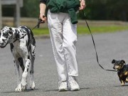 New Pet App Pairs Dog Walkers with Dogs New App Pairs Dog Walkers with Dogs