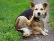 New iPhone App Helps Dog Owners Care for Itchy Pets New App for iPhone Helps Dog Owners Care for Itchy Pets