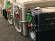 New Device Lets Dog Owners Monitor Their Pets During Flights New Device Lets Dog Owners Monitor Their Pets During Flights