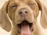 New Dog Food Company Releases Biscuit That Cleans Teeth and Reduces Bad Breath New Dog Food Company Releases Biscuit That Cleans Teeth and Reduces Bad Breath