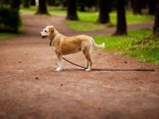 New Startup is Pushing “Amber Alert” System for Pets New Startup is Pushing “Amber Alert” System for Pets