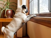 New Technology Calms Your Dog and Helps With Anxious Behavior New Technology Calms Your Dog and Helps With Anxious Behavior