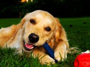 Nylabone Recalls Dog Chews For Possible Salmonella Threat Nylabone Recalls Dog Chews For Possible Salmonella Threat