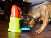 Outward Hound Launches New Dog Toys and Games Outward hound Launches New Dog Toys and Games