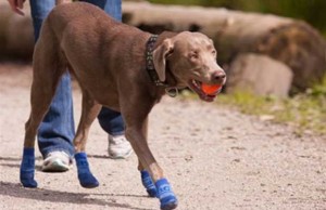 PAWks Dog Boots Help Paws and Look Great Too PAWks Dog Boots Help Paws and Look Great Too