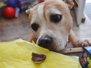 Pet Shop in England Markets Chocolate for Dogs Pet Shop in England Markets Chocolate for Dogs