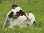 PetEdge Unveils Collection of Repellent Pet Products PetEdge Unveils Collection of Repellent Pet Products