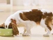 Petbrosia Launches Site That Customizes Dog Food Petbrosia Launches Site That Customizes Dog Food
