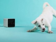 Petcube Lets Dog Owners Interact With Their Pets Remotely Petcube Lets Dog Owners Interact With Their Pets Remotely
