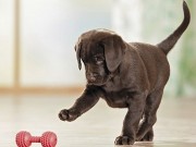 PupJoy Delivers Premium Toys and Treats to Your Doorstep PupJoy Delivers Premium Dog Toys and Treats to Your Doorstep