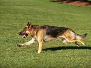 Raw Performance Offers Dog Owners a Much Healthier Alternative to Commercial Kibble Raw Performance Offers Dog Owners a Much Healthier Alternative to Commercial Kibble