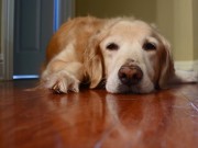 Sick Pets Can Get a Virtual Vet Visit With the Help of This Nashville Start-up Dog diagnosed with Cereberall Hypoplasia