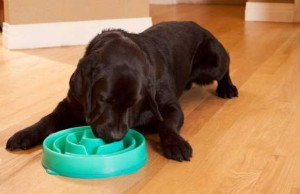 Slo Bowl Entertains Dogs That Are Fast Eaters Slo Bowl Entertains Dogs That Are Fast Eaters