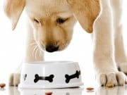 Small Pet Food Manufacturer in Texas Ships All Around the World Small Pet Food Manufacturer in Texas Ships All Around the World