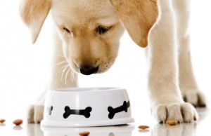 Small Pet Food Manufacturer in Texas Ships All Around the World Small Pet Food Manufacturer in Texas Ships All Around the World