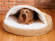 Small Startup Transforms Into Multi-Million-Dollar Pet Business Small Startup Transforms Into Multi-Million-Dollar Pet Buisness