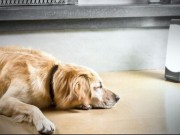 Sol Box Helps Dogs Who Suffer From Seasonal Affective Disorder Sol Box Helps Dogs Who Suffer From Seasonal Affective Disorder