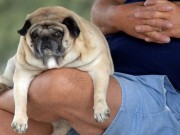 Student Developed Pet App Helps to Keep Dogs Healthy Student Developed App Helps Keep Dogs Healthy