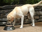 Study Shows Many Dog Foods Contain Unlabeled Animal Parts Study Shows Many Pet Foods Contain Unlabeled Animal Parts