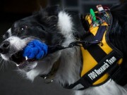 Technologically Advanced Vest Gives Service Dogs an Upgrade Technologically Advanced Vest Gives Service Dogs an Upgrade