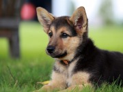 Teen Expanding the Pet Sitting Business She Started When She Was Just 9 Years Old Teen Expanding the Pet Sitting Business She Started When She Was Just 9 Years Old