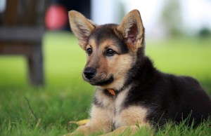 Teen Expanding the Pet Sitting Business She Started When She Was Just 9 Years Old Teen Expanding the Pet Sitting Business She Started When She Was Just 9 Years Old