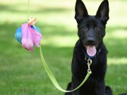 The Fifth Paw Helps Owners Clean Up After Their Dog The Fifth Paw Helps Owners Clean Up After Their Dog