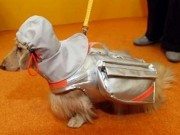 Pre-Packed Pet Emergency Evacuation Jacket is a Must Have The Pre-Packed Pet Emergency Evacuation Jacket is a Must Have