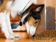 The U.S. is About to Get Its First Certified Humane Labeled Dry Dog Food The U.S. is About to Get Its First Certified Humane Labeled Dry Dog Food