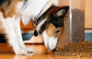The U.S. is About to Get Its First Certified Humane Labeled Dry Dog Food The U.S. is About to Get Its First Certified Humane Labeled Dry Dog Food