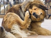 Two New Dog Products Lead the Way to Better Flea Protection Two New Products Lead the Way to Better Protection From Fleas