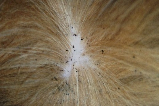 Image showcasing Two New Dog Products Lead the Way to Better Flea Protection – Top Dog Tips