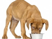 Two Pet Food Companies Merge to Create Whitebridge Pet Brands Two Pet Food Companies Merge to Create Whitebridge Pet Brands