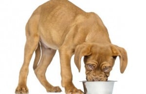 Two Pet Food Companies Merge to Create Whitebridge Pet Brands Two Pet Food Companies Merge to Create Whitebridge Pet Brands