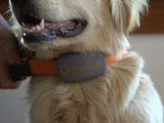 Where’s Nellie GPS Pet Locator App Trying to Grow with the Help of Kickstarter Where's Nellie GPS Pet Locator App Trying to Grow with the Help of Kickstarter