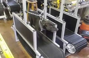 Dog Trotter USA Markets Treadmills for Canines