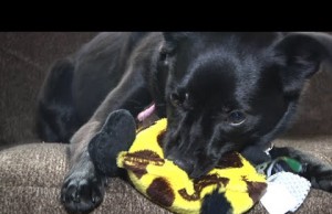 This Dog Toy Squeaks But You Can’t Hear It