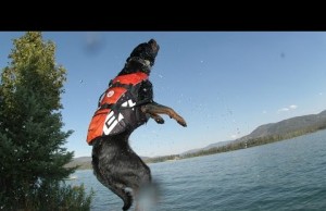 Dog Flotation Device Is a Must-Have For Pups In the Water