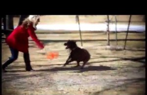 The Jumbler from KONG is Tons of Fun