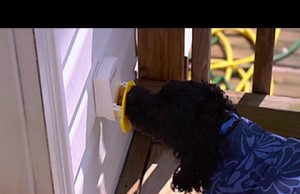 This Doggie Doorbell Keeps Pets From Scratching