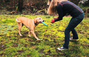 New Lickable Dog Treat is Healthy and Fun