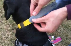 LED Collar Helps You Keep Track of Your Dog in the Dark